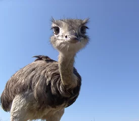 Fotobehang Struisvogel nieuwsgierig boeket