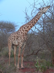 kenya - girafe