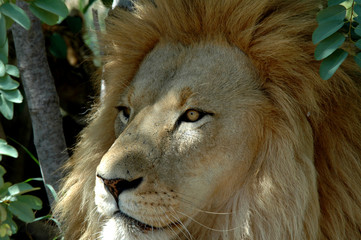 lion