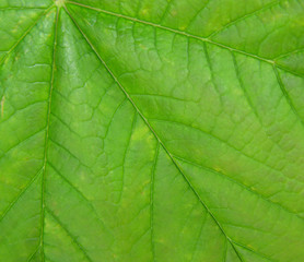 Fototapeta na wymiar detail of a leaf