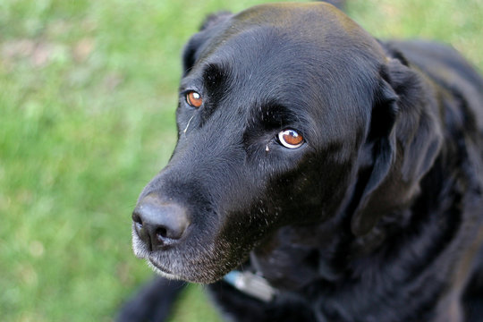 Black lab items top