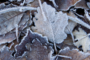 leaves covered in hoarfrost