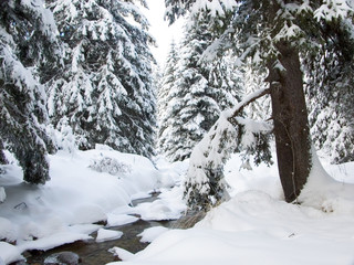 brook and pine trees in winter