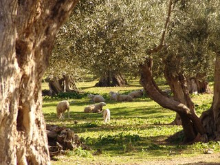 schafe im olivenhain