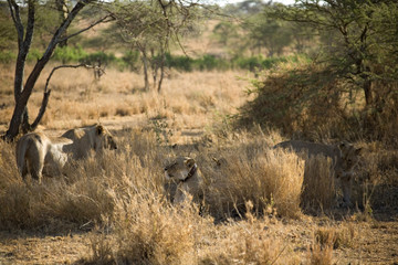 Fototapeta na wymiar animals 030 lion