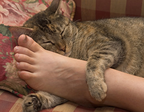 relaxed cat