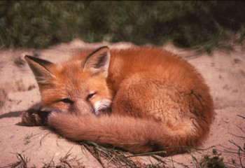red fox on den