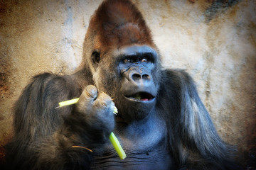 silver back gorilla © Mat Hayward