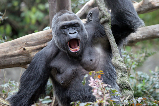 screaming gorilla