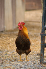 rooster from front