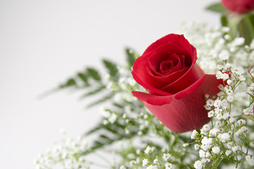 Naklejka premium single red rose