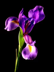Tuinposter purple iris close © Ron Smith