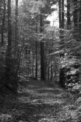into the woods bw