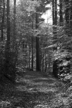Fototapeta into the woods bw