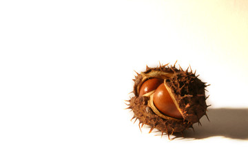 chestnut 1