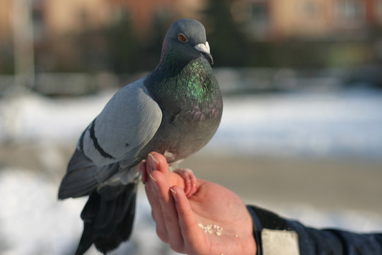 pidgeon