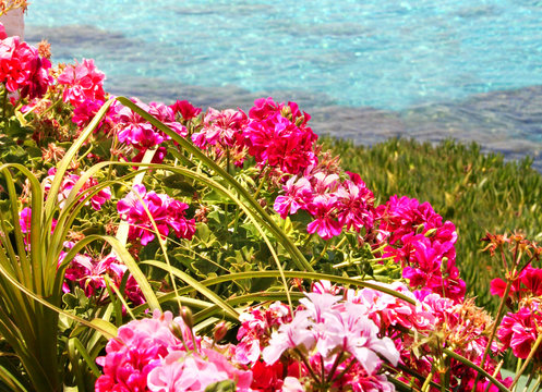 Fototapeta flowers by the sea