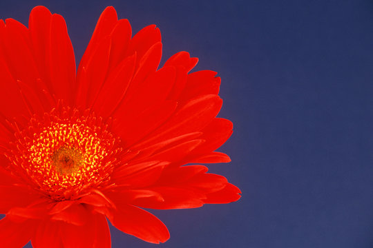 red flower