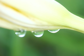 gotas de agua en capullo de flor