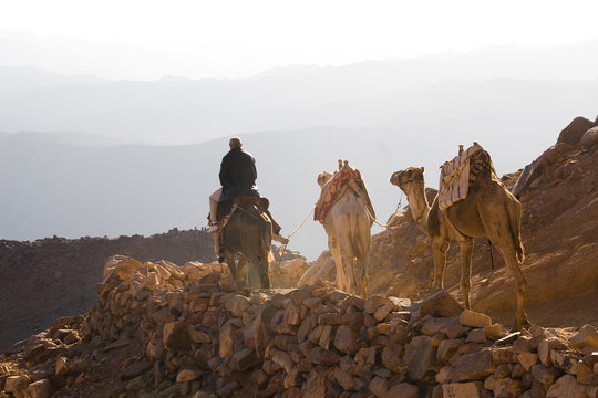 camels and tourist