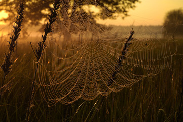 spiders web