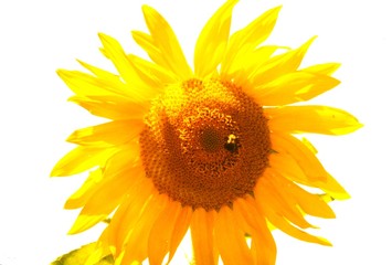bumble bee on sunflower