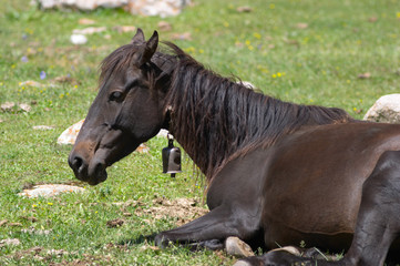 horse resting