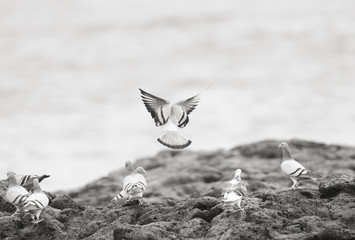 pigeons at the sea shore