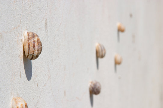 group of molluscs