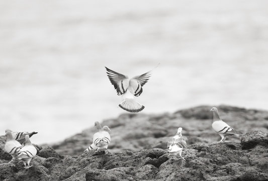 pigeons at the sea shore
