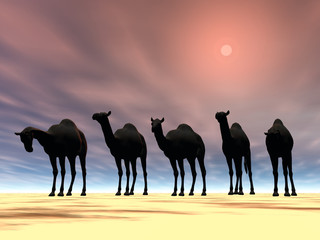 camel horizon