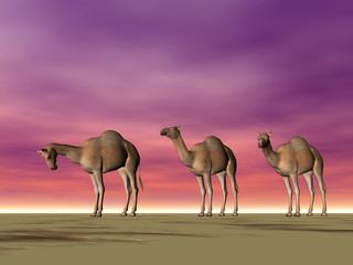 camel row