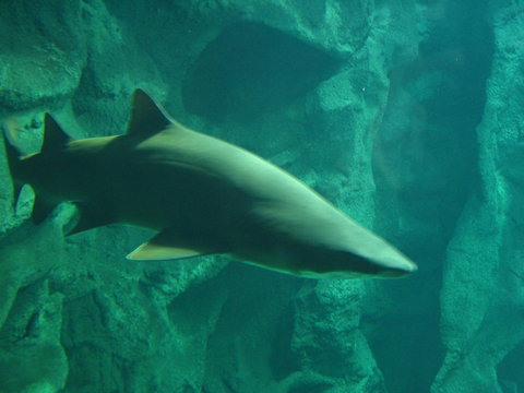 squale
