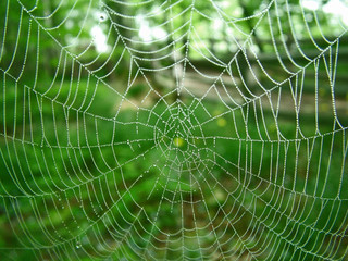 spider web