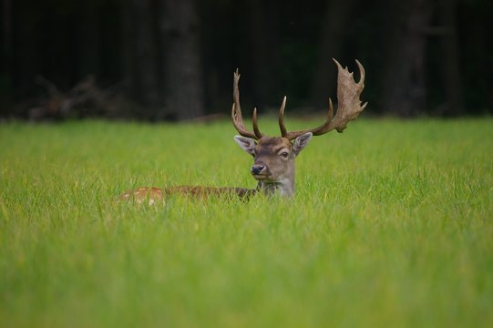 fallow-deer