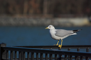 Obraz premium gull on a rail