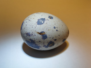 quail's egg