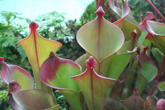 pitcher plants