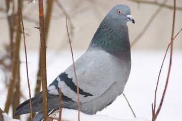 dove