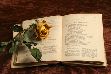 le livre &agrave; la rose