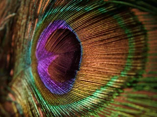Crédence de cuisine en verre imprimé Paon peacock, feather