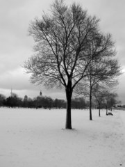 winter trees 02