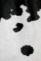 cowhide