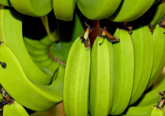 banana_closeup2