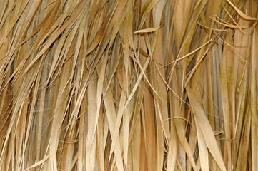 amarillo_palm