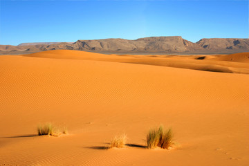 Fototapeta na wymiar piasek pustyni