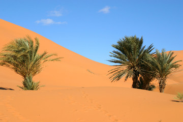 oasis dans le désert