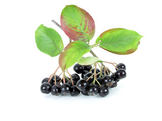 black chokeberry (aronia)