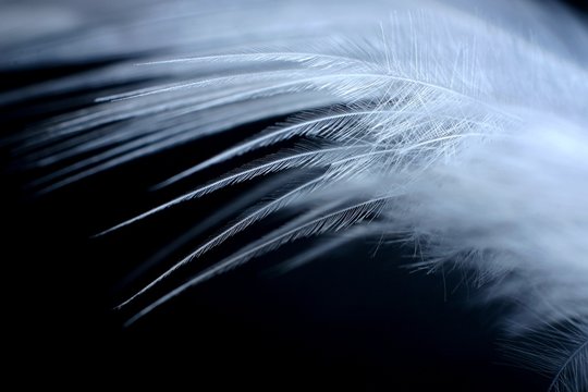 Fototapeta white feather 3
