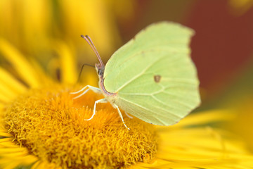 Obraz premium schmetterling 3